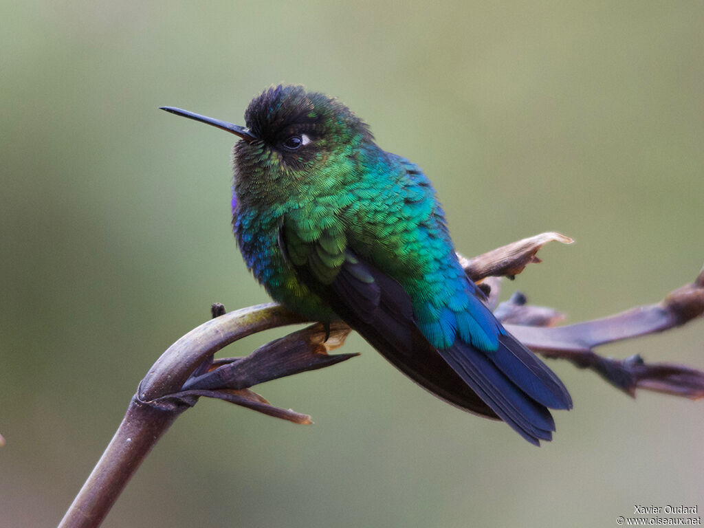 Fiery-throated Hummingbird