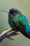 Fiery-throated Hummingbird