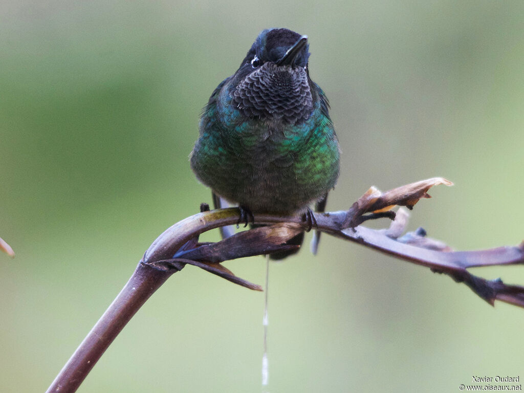 Fiery-throated Hummingbird