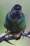 Fiery-throated Hummingbird