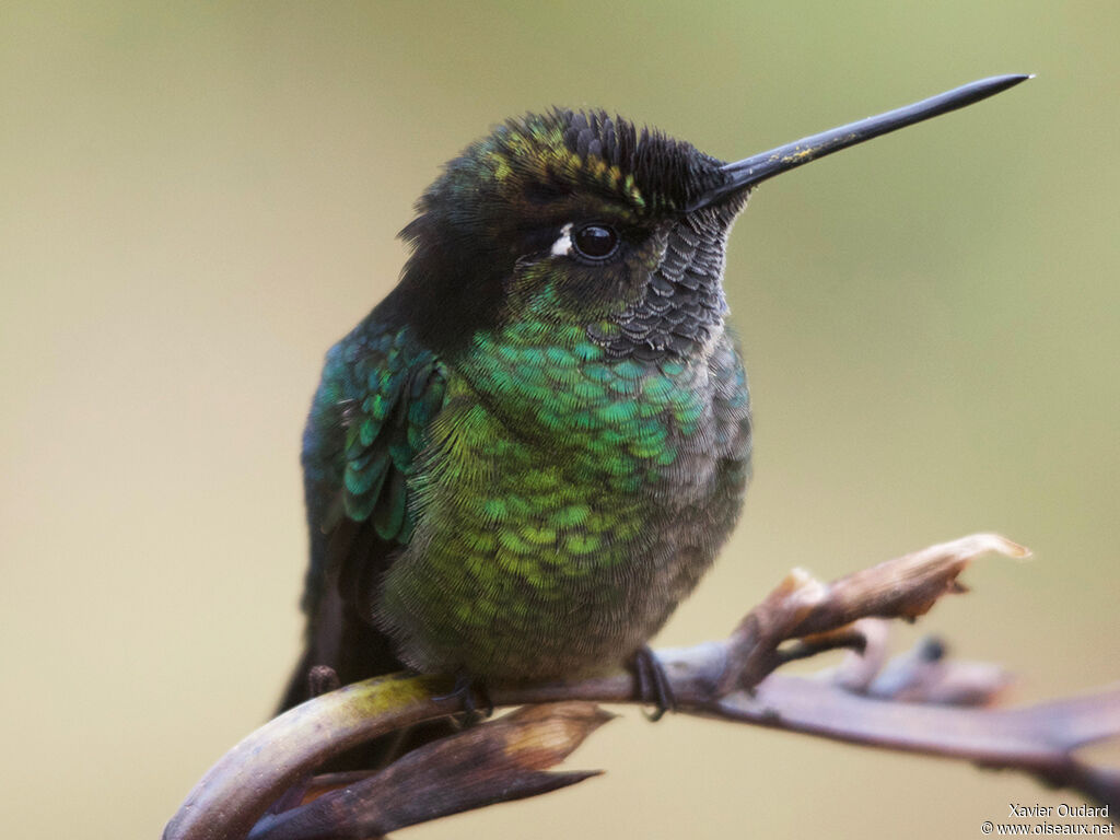 Fiery-throated Hummingbird