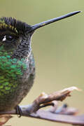 Fiery-throated Hummingbird