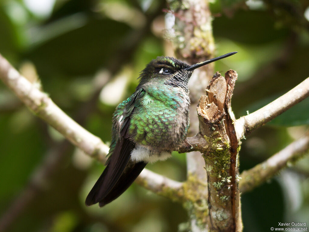 Fiery-throated Hummingbird