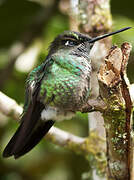 Fiery-throated Hummingbird