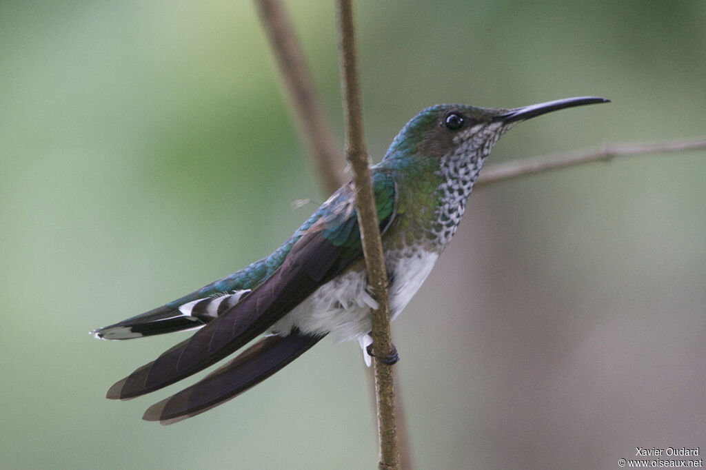 White-necked Jacobin female