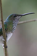 White-necked Jacobin