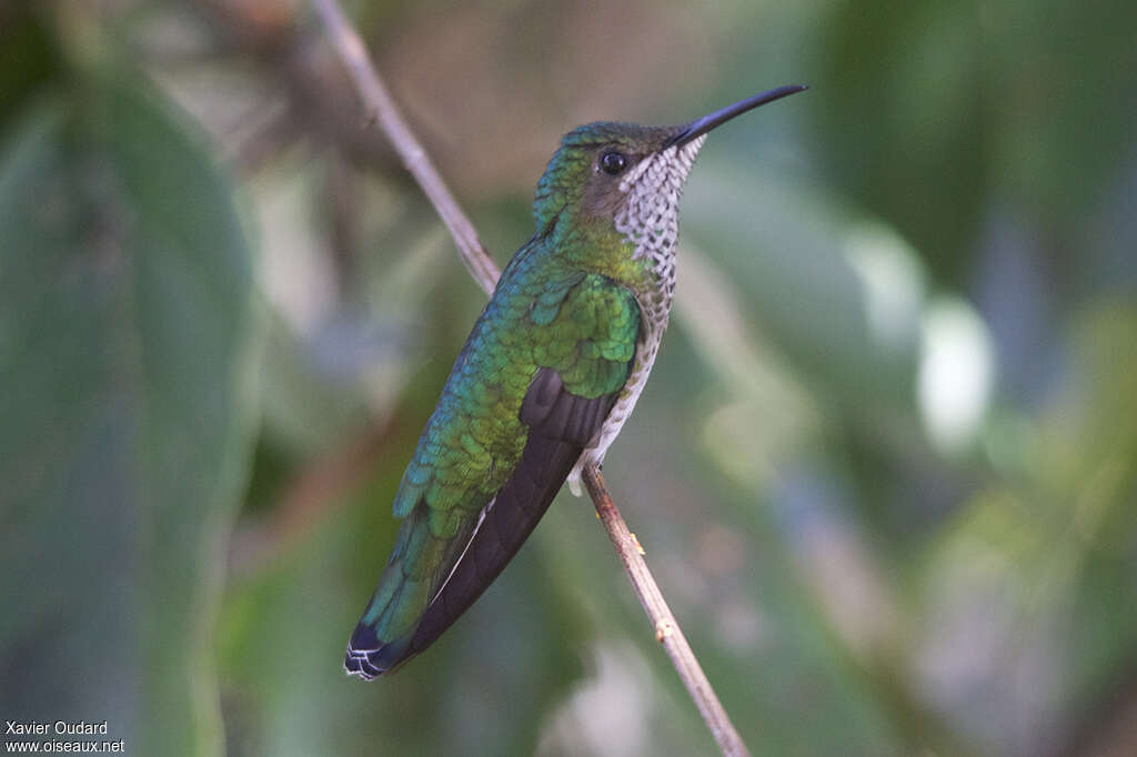 Colibri jacobin femelle adulte, identification