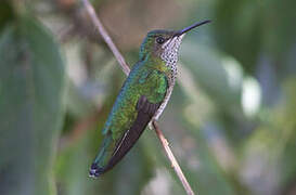 White-necked Jacobin