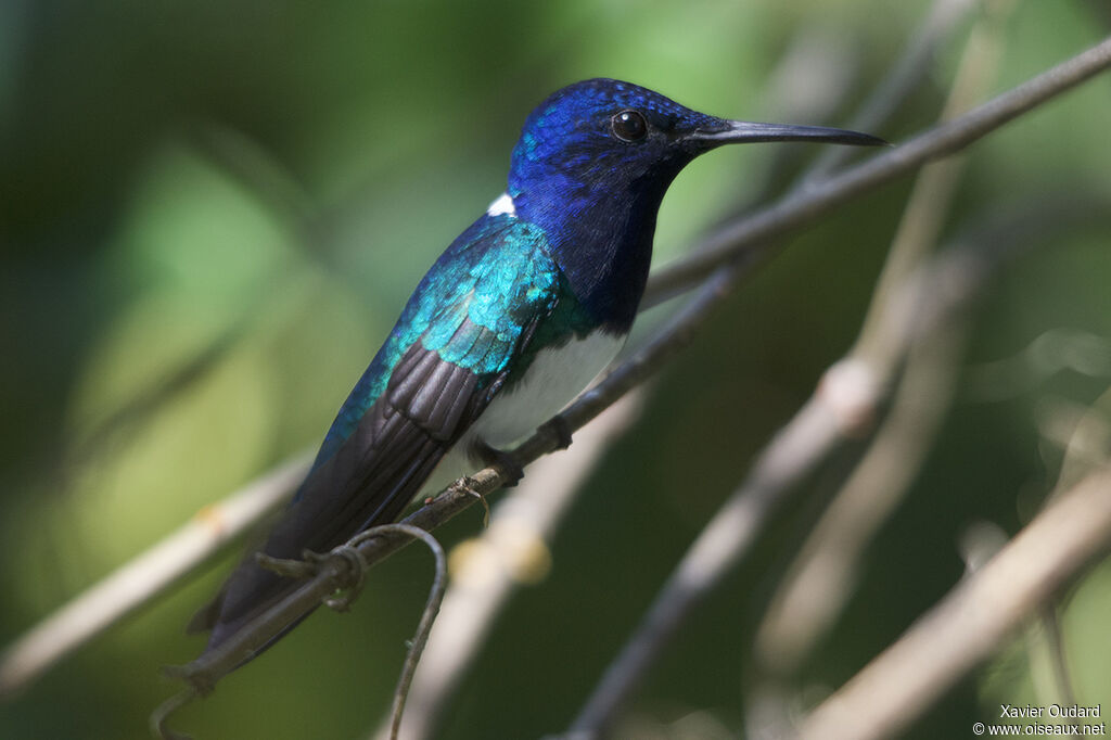 White-necked Jacobin male