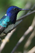 White-necked Jacobin