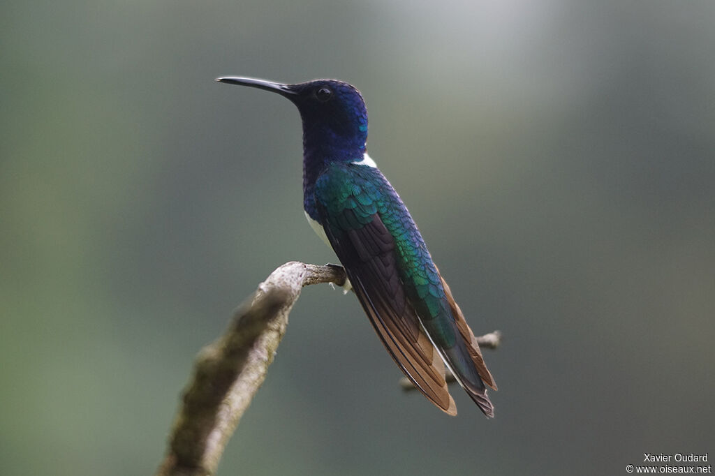 White-necked Jacobin male