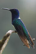 White-necked Jacobin