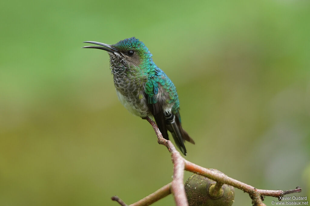 White-necked Jacobin female