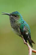 White-necked Jacobin