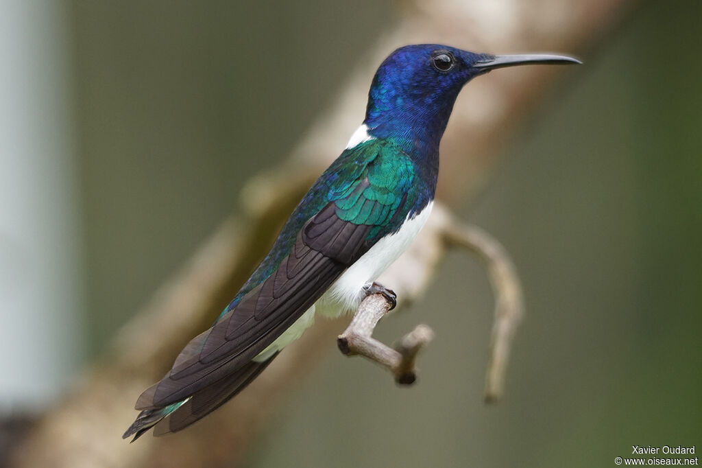 White-necked Jacobin male