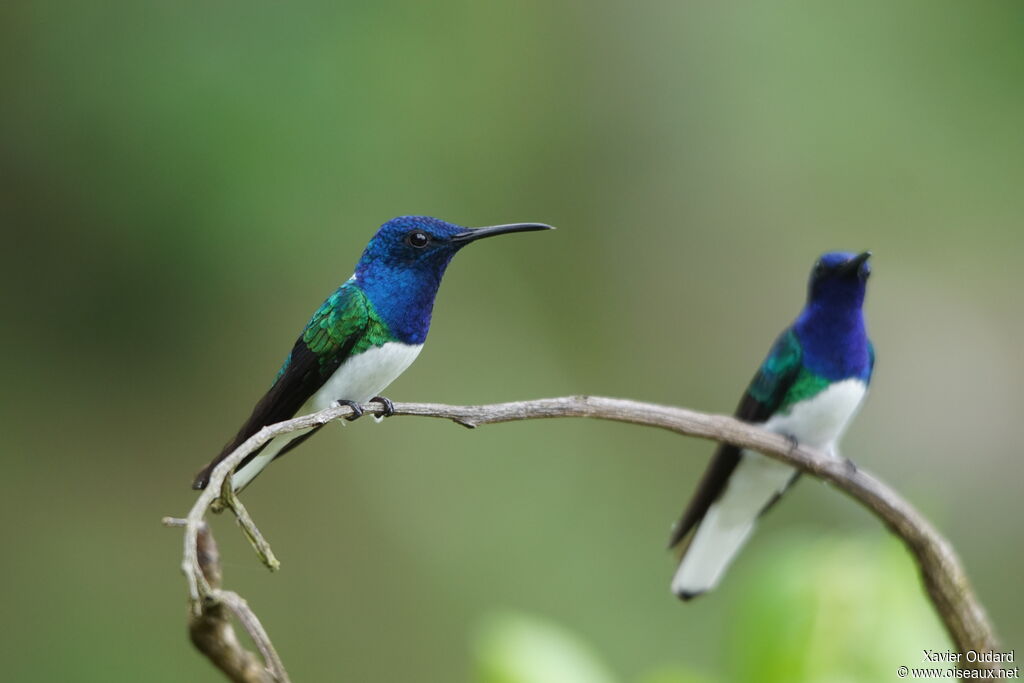 White-necked Jacobin male