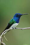 Colibri jacobin