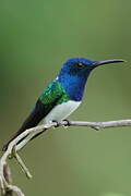 White-necked Jacobin