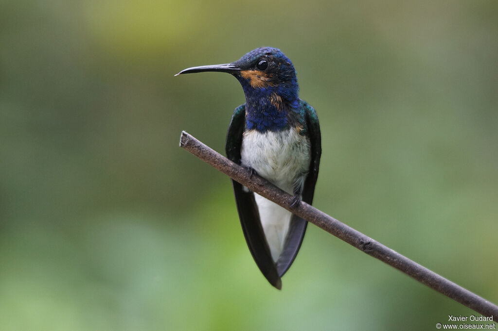 White-necked Jacobin male juvenile