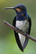 White-necked Jacobin