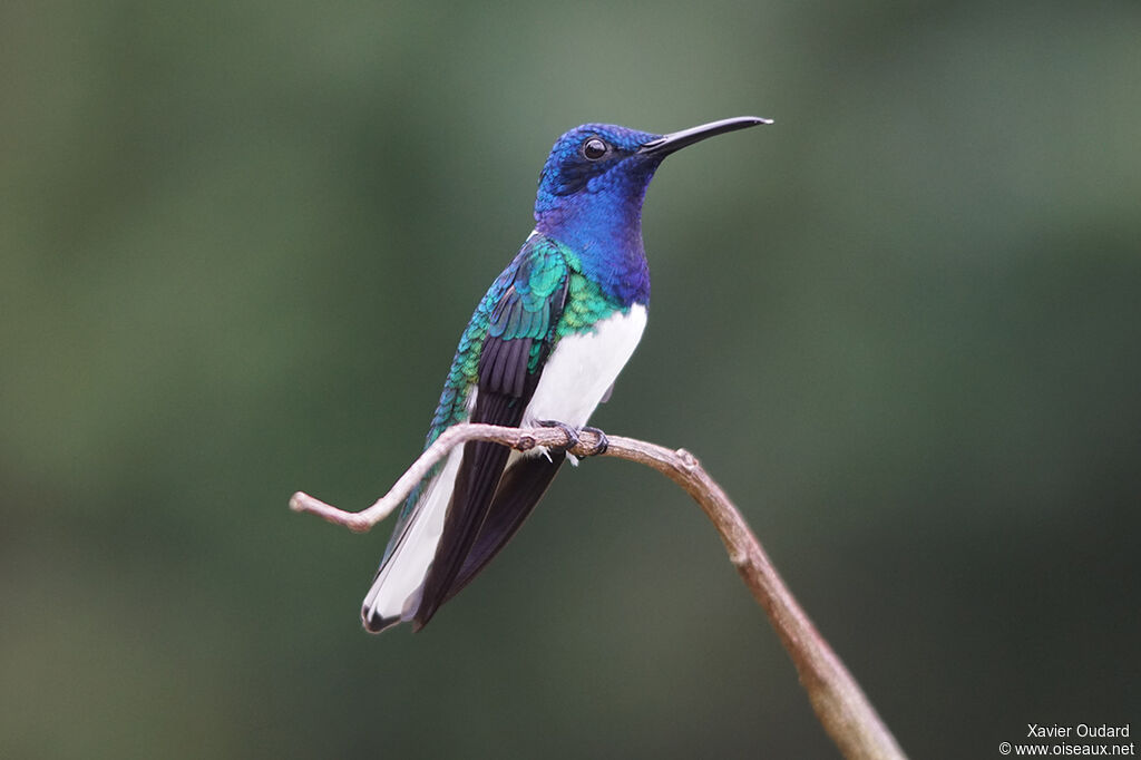 White-necked Jacobin male