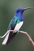 White-necked Jacobin