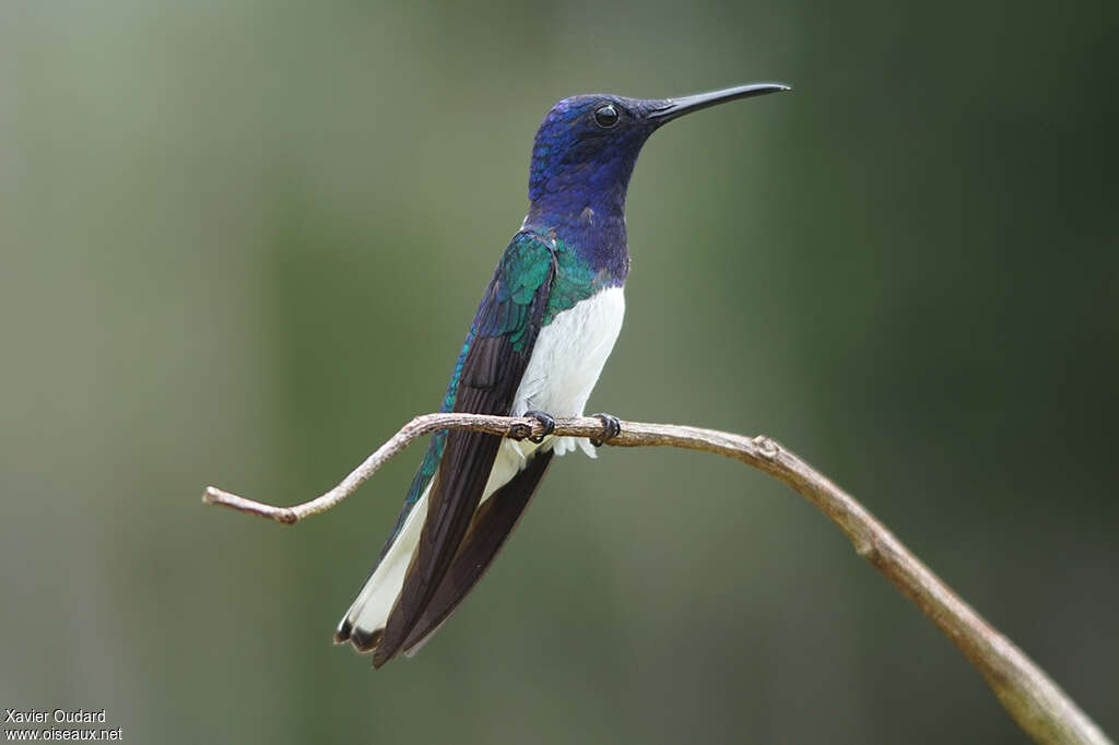 White-necked Jacobin male adult breeding, identification