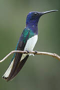 White-necked Jacobin