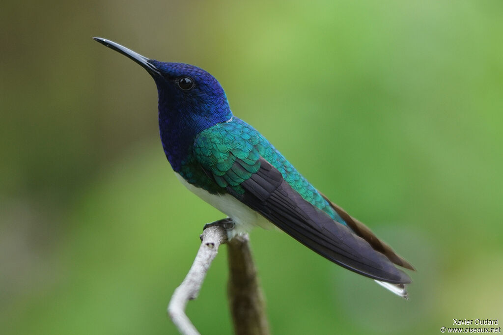 White-necked Jacobin male