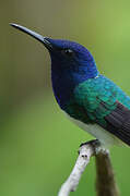 White-necked Jacobin