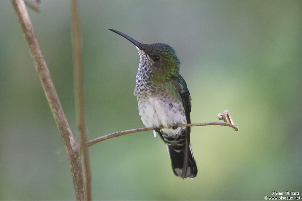 White-necked Jacobin female