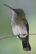 White-necked Jacobin