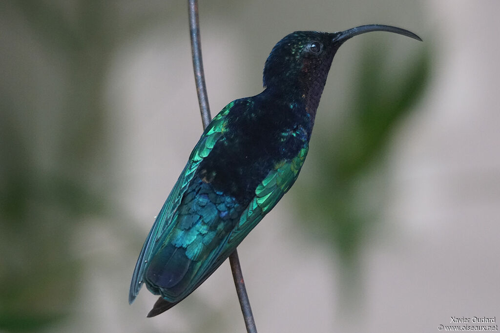 Purple-throated Carib