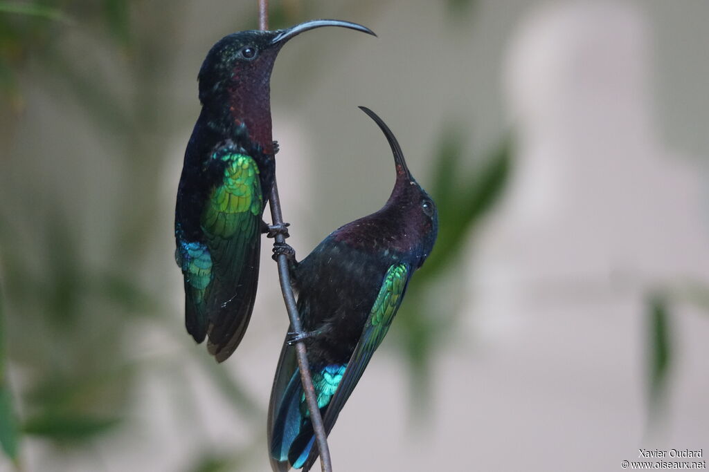 Purple-throated Carib