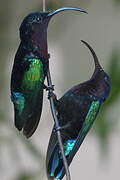 Purple-throated Carib