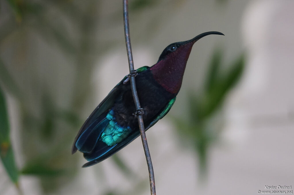 Purple-throated Carib