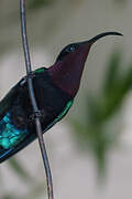 Purple-throated Carib