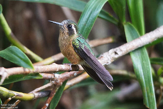 Colibri moucheté adulte xaou278801