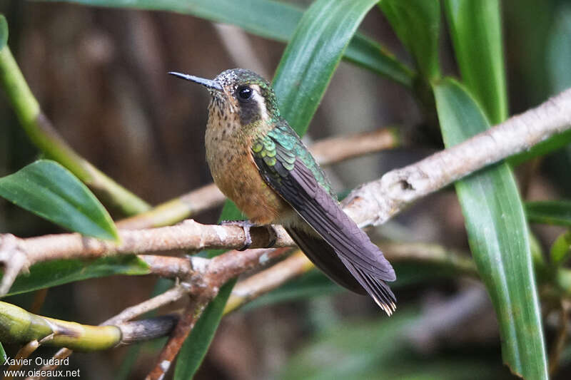 Colibri mouchetéadulte, identification