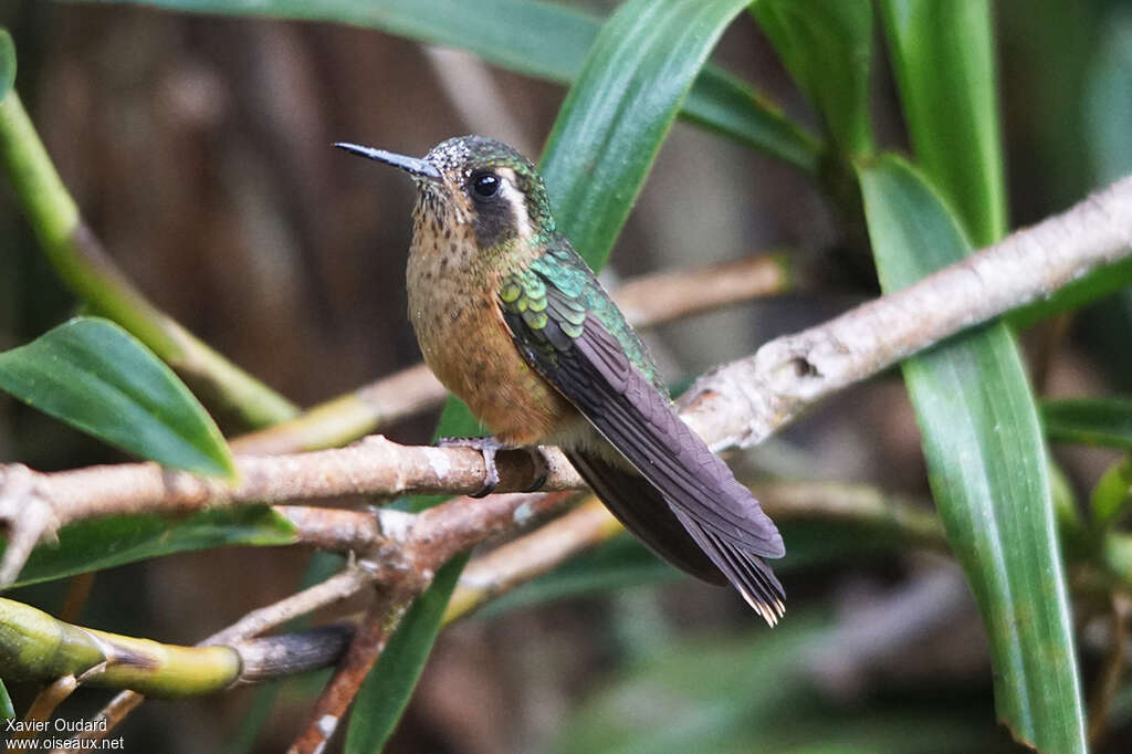 Speckled Hummingbirdadult, identification