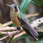 Speckled Hummingbird