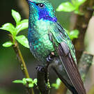 Colibri thalassin