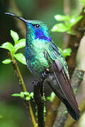 Mexican Violetear