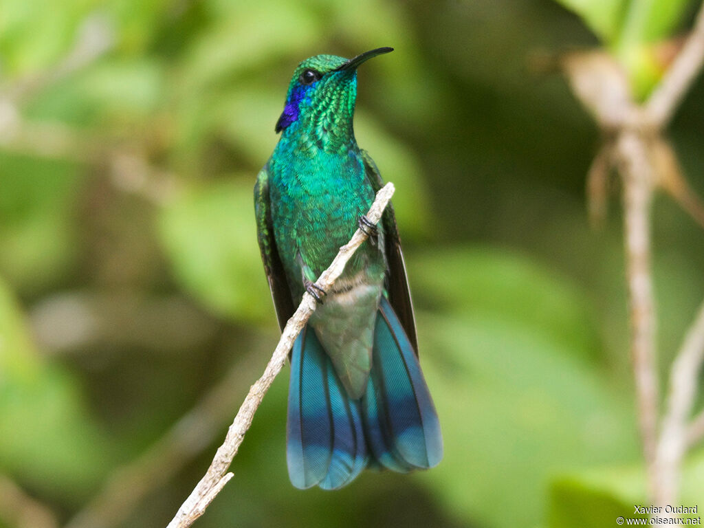 Colibri thalassin