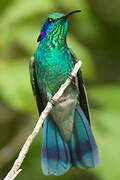 Mexican Violetear