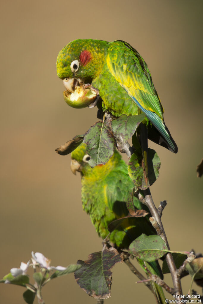 Sulphur-winged Parakeet