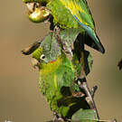 Conure de Hoffmann