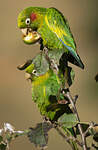 Conure de Hoffmann