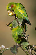 Sulphur-winged Parakeet