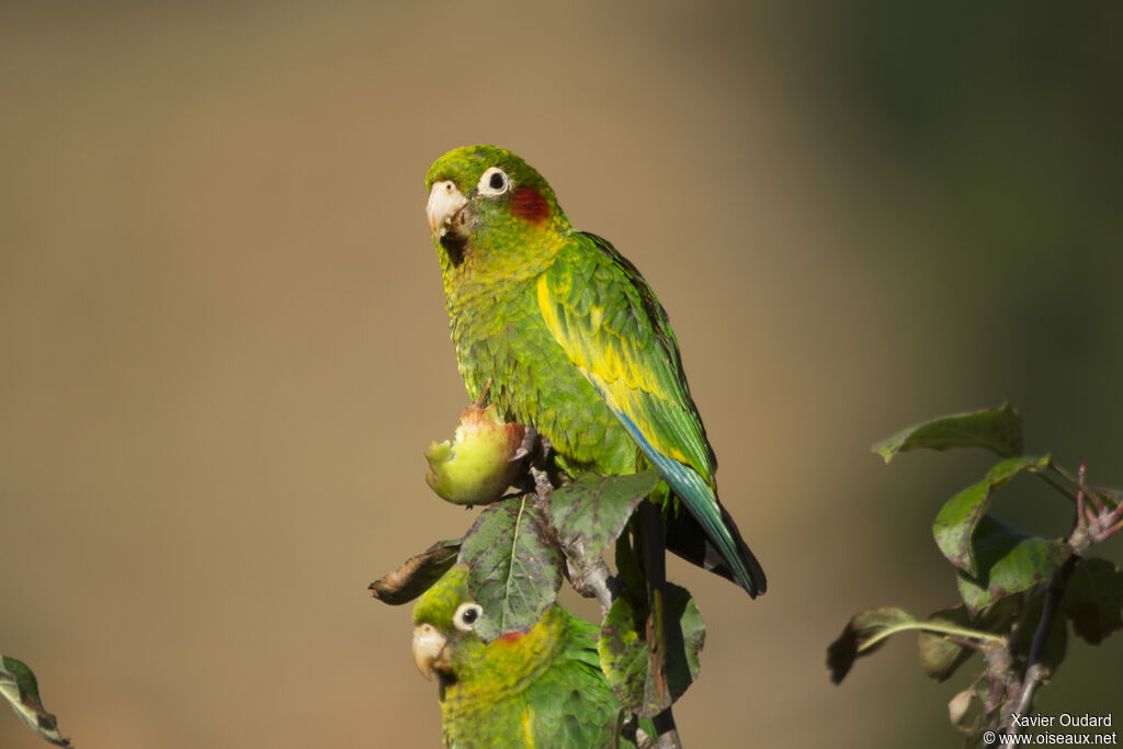 Sulphur-winged Parakeet